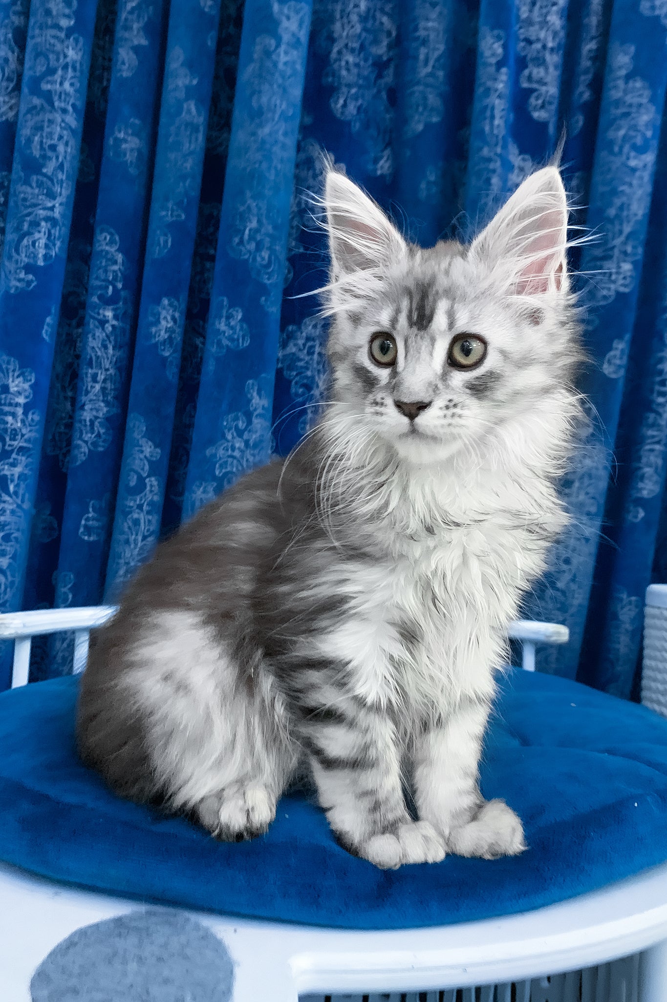Figurine PetShop Chat Maine Coon N°1313 - Occasion - Pour Collectionneurs