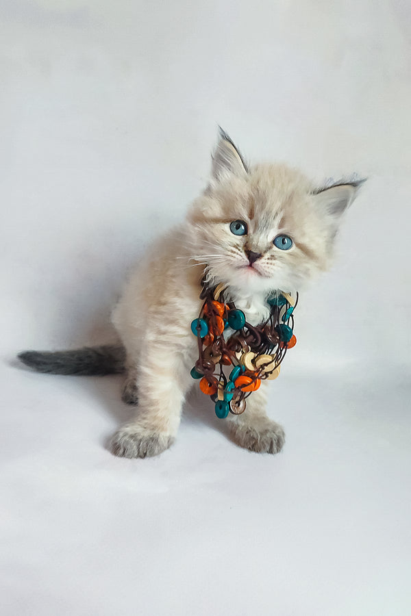 Ulrica | Siberian Kitten