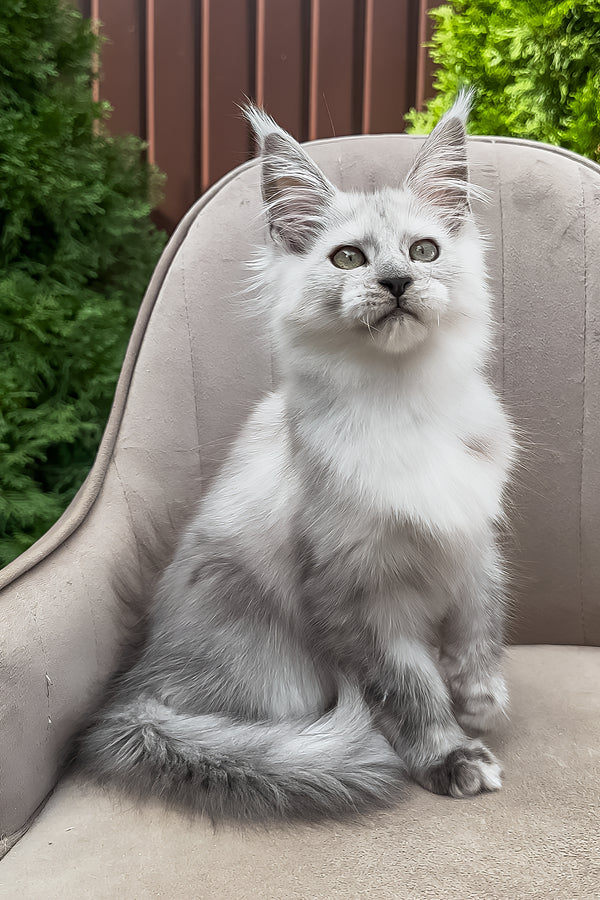 Vincent | Maine Coon Kitten