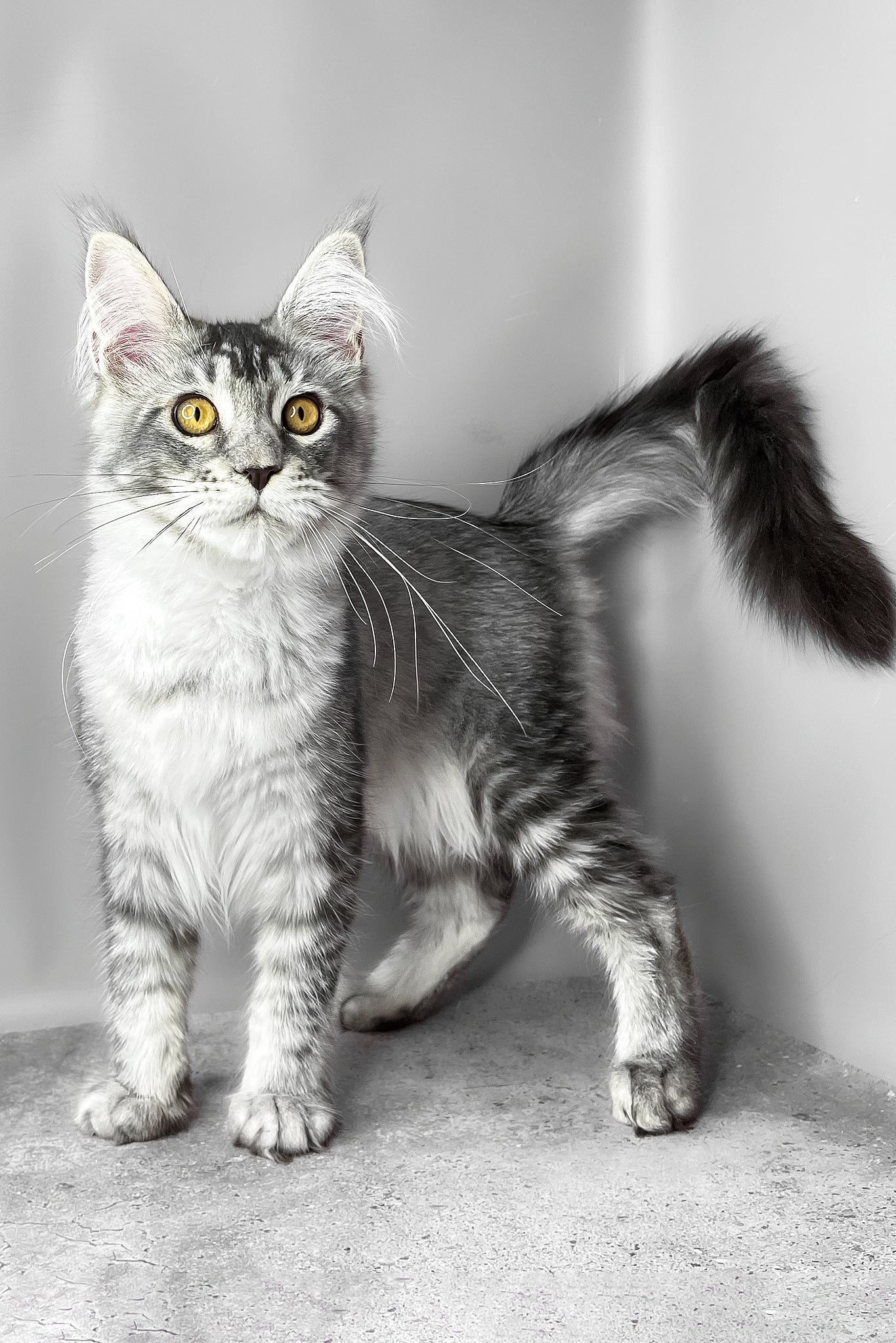 Adopt Waldox the Maine Coon Kitten Today