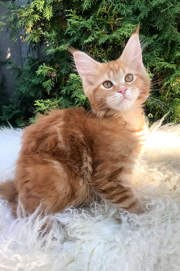 Wanda | Maine Coon Kitten