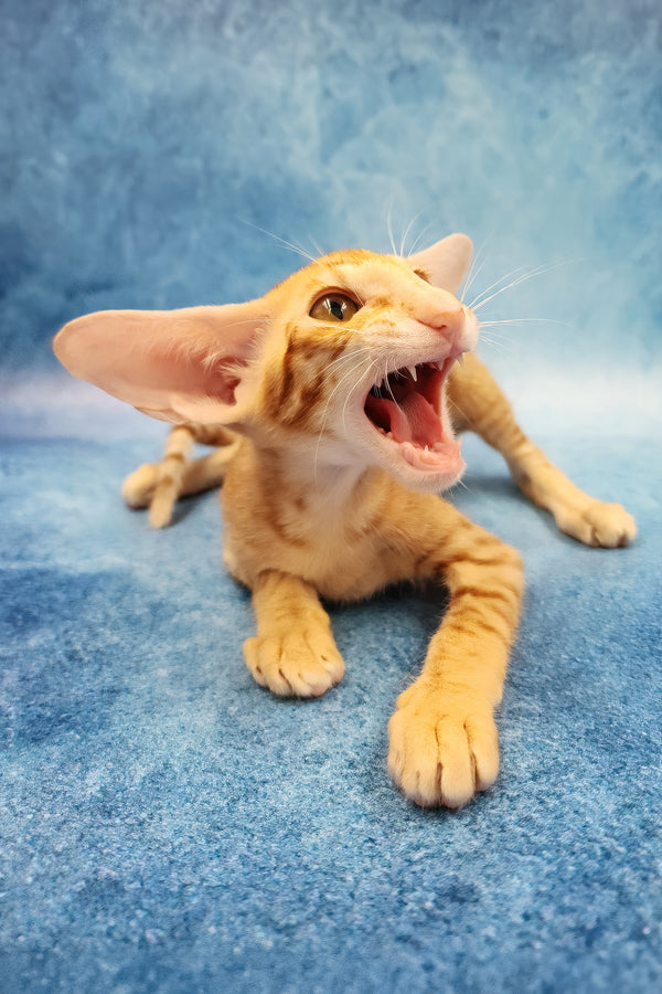 Yatis | Oriental Shorthair Kitten