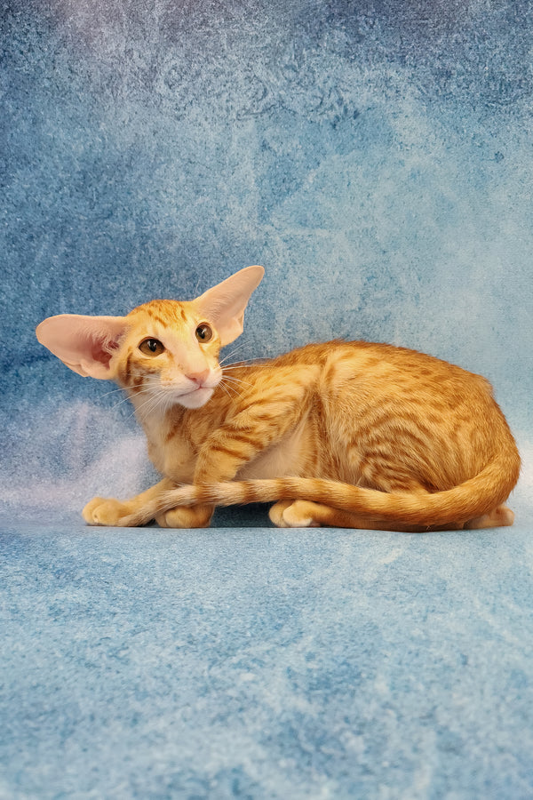 Yatis | Oriental Shorthair Kitten
