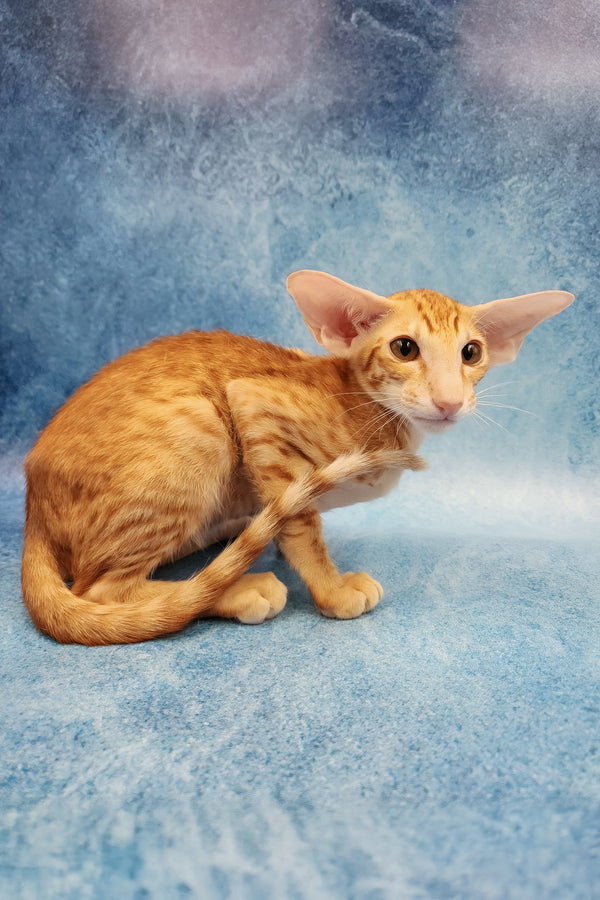 Yatis | Oriental Shorthair Kitten