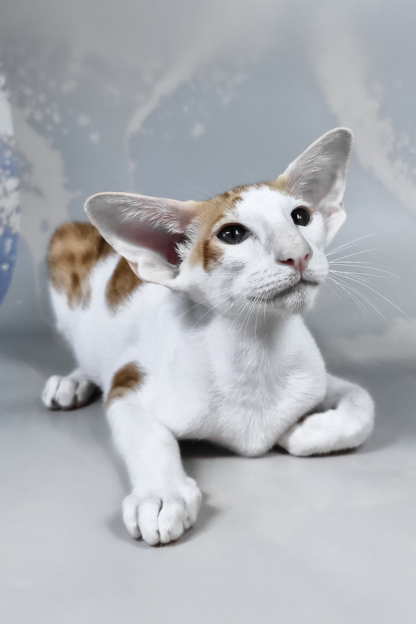 Zefir | Oriental Shorthair Kitten