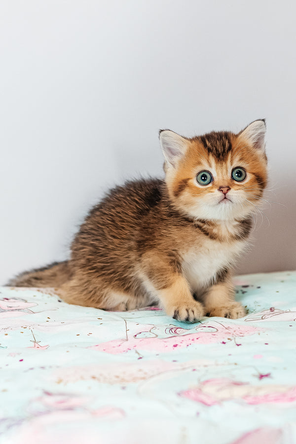 Varna | Scottish Straight Kitten