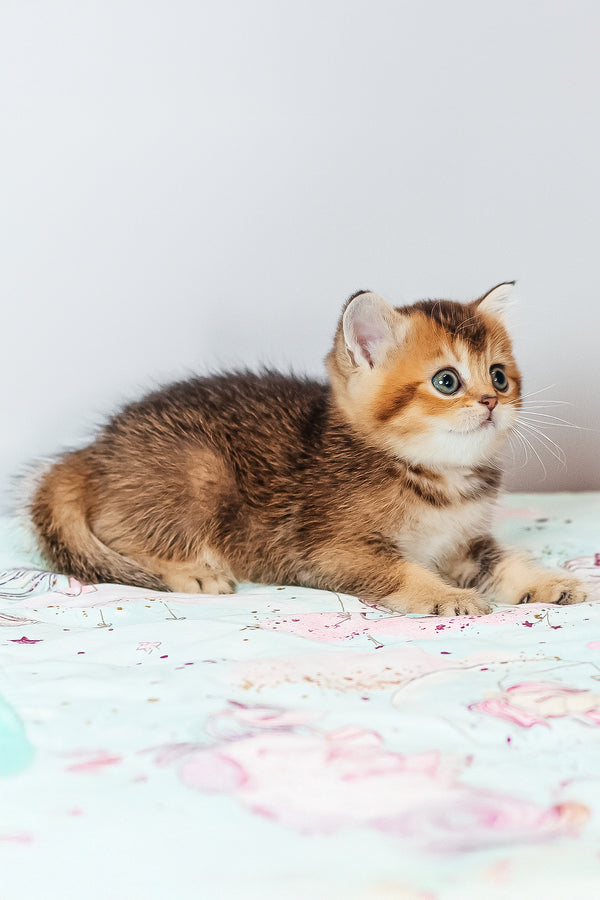 Varna | Scottish Straight Kitten