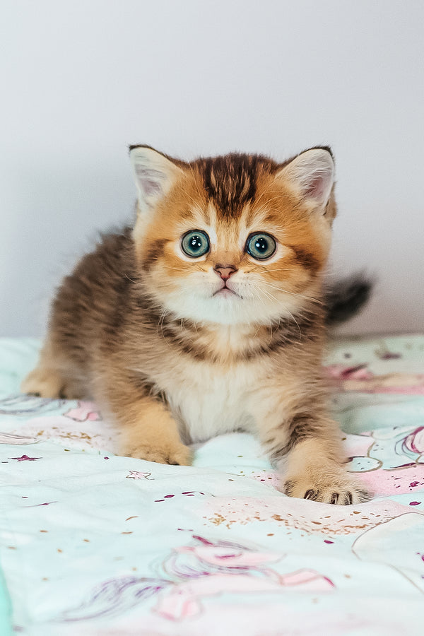 Varna | Scottish Straight Kitten