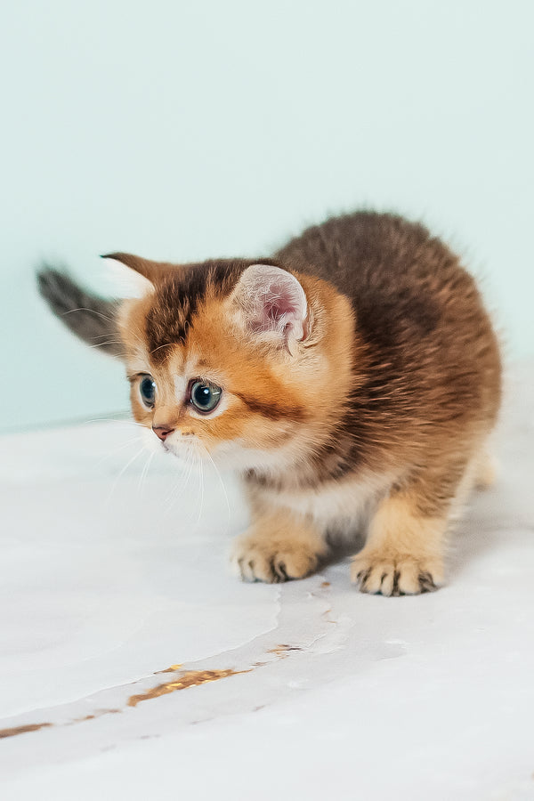 Varna | Scottish Straight Kitten