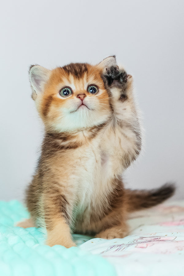 Varna | Scottish Straight Kitten