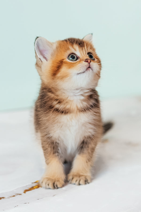 Varna | Scottish Straight Kitten