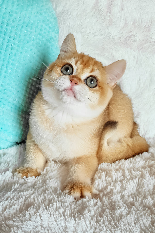 Lev | British Shorthair Kitten