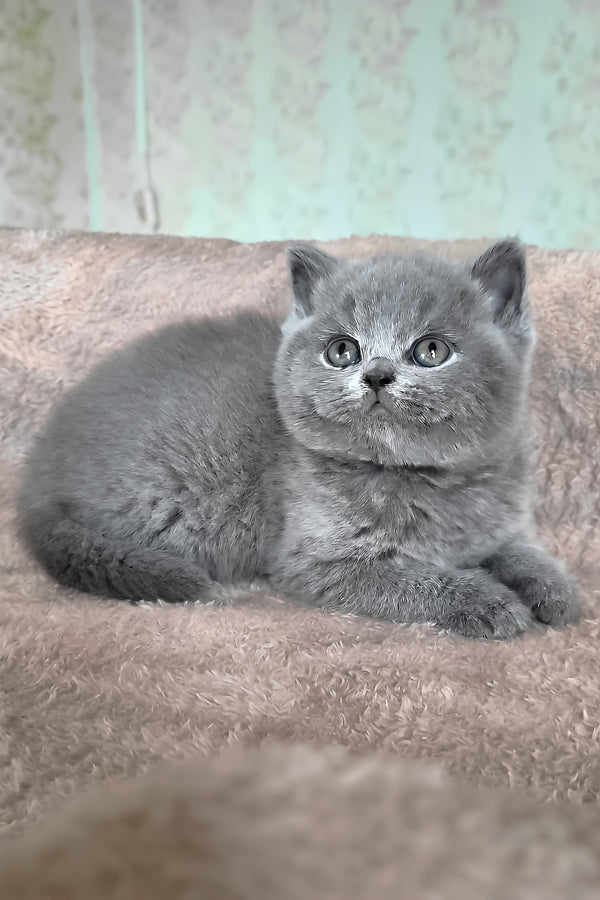 Plusha | British Shorthair Kitten