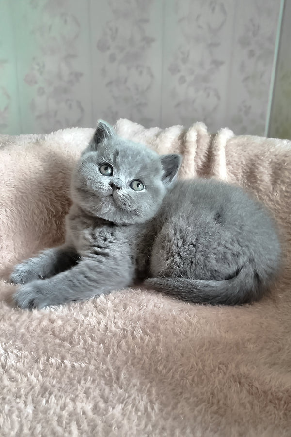 Plusha | British Shorthair Kitten