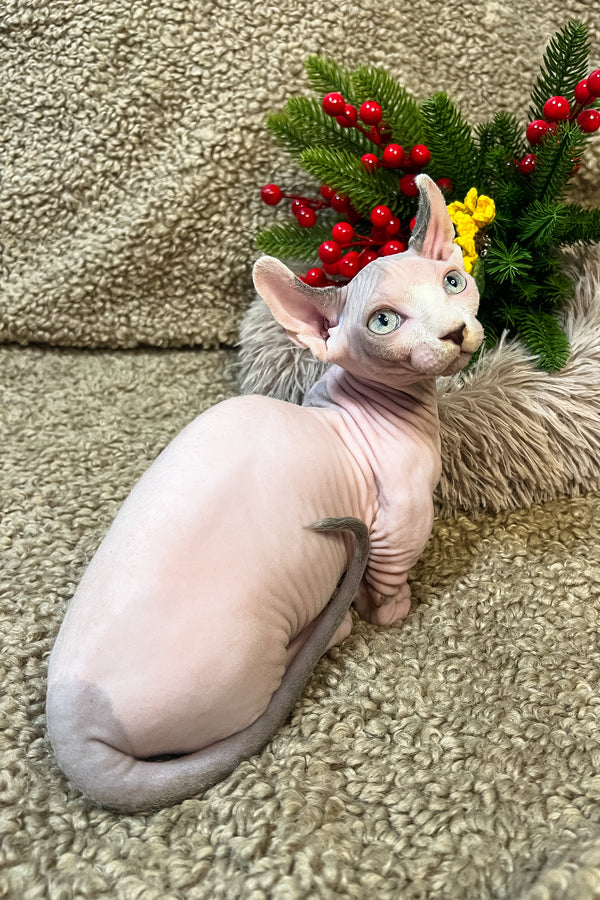 Archie | Dwelf Sphynx Kitten