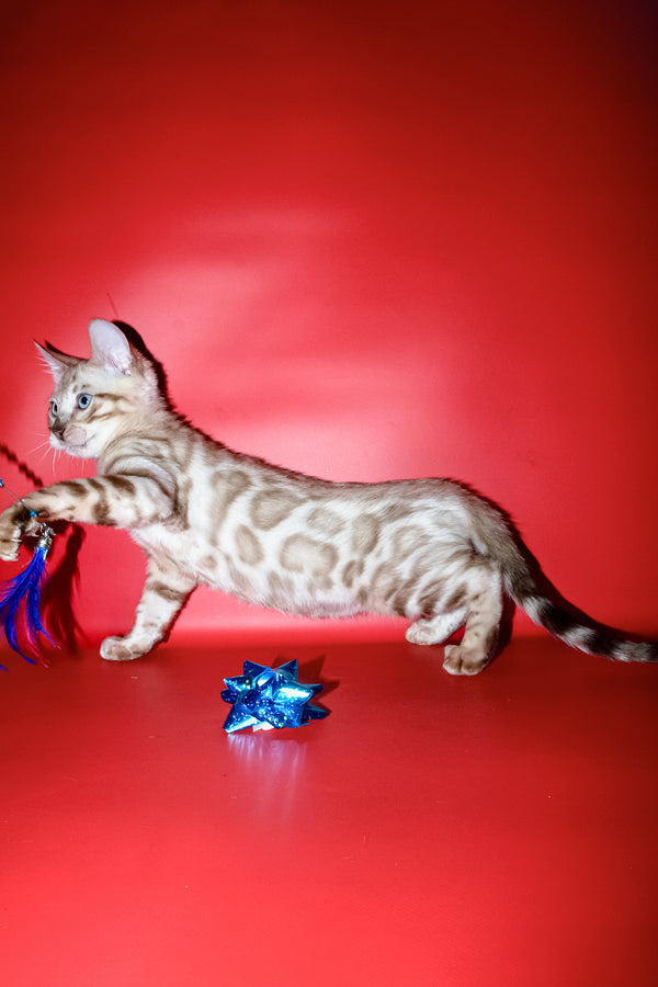 Benjamin | Bengal Kitten