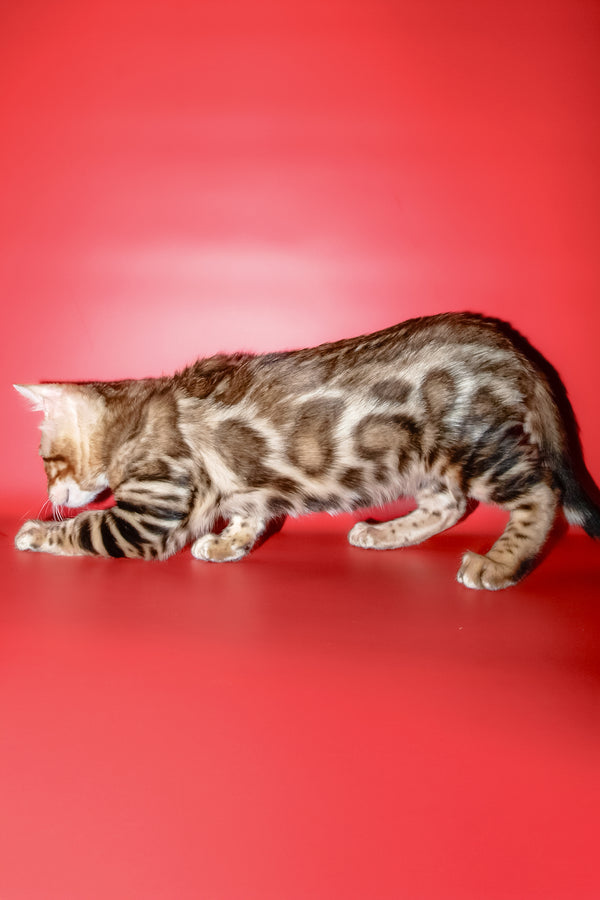 Best | Bengal Kitten