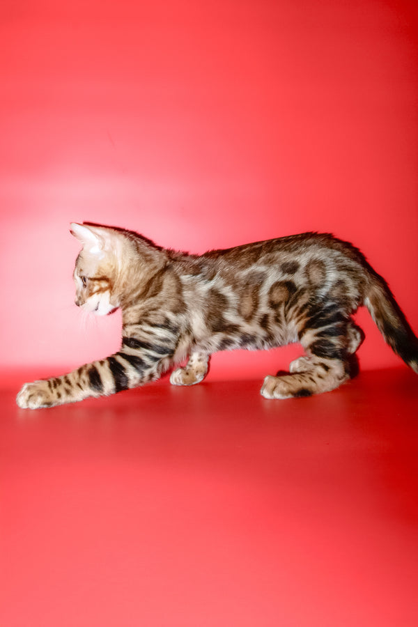 Best | Bengal Kitten