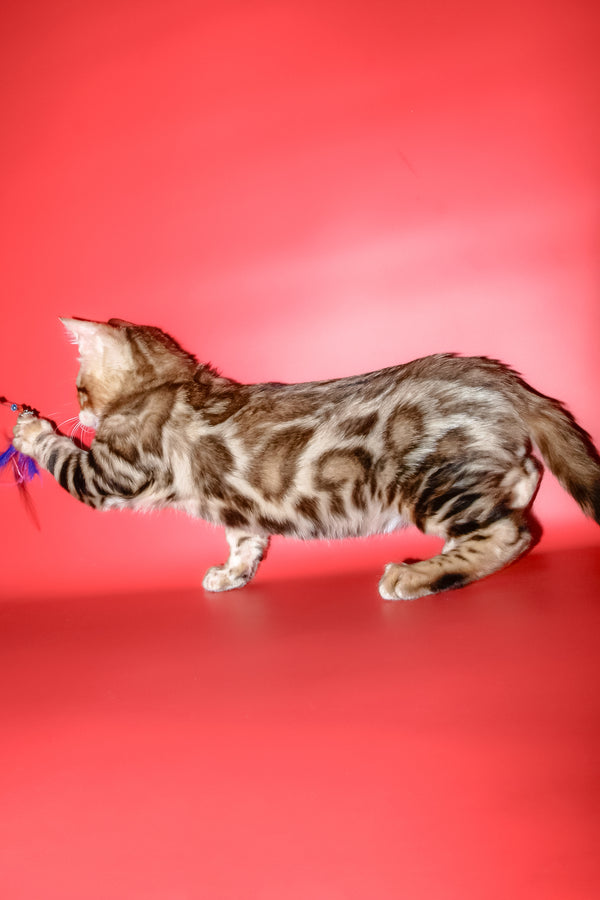 Best | Bengal Kitten