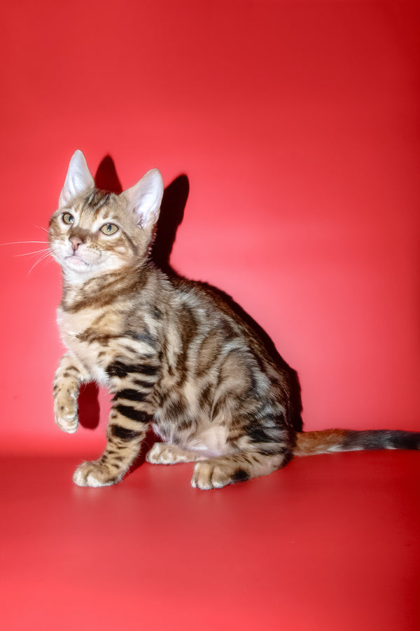 Best | Bengal Kitten