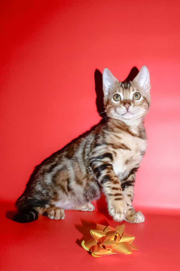Best | Bengal Kitten