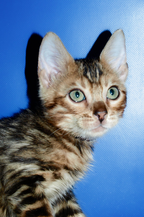 Boris | Bengal Kitten