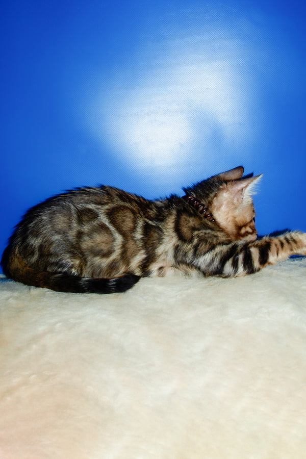 Boris | Bengal Kitten
