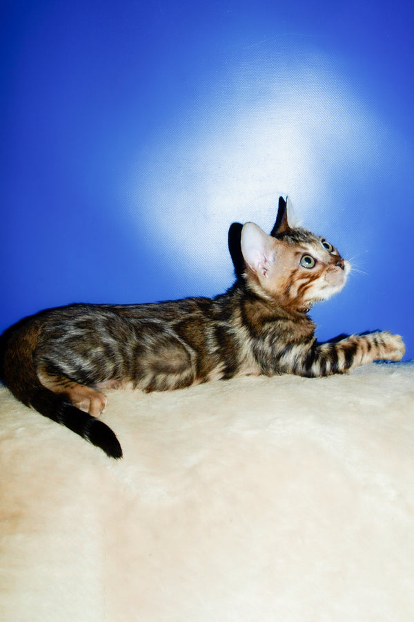 Boris | Bengal Kitten