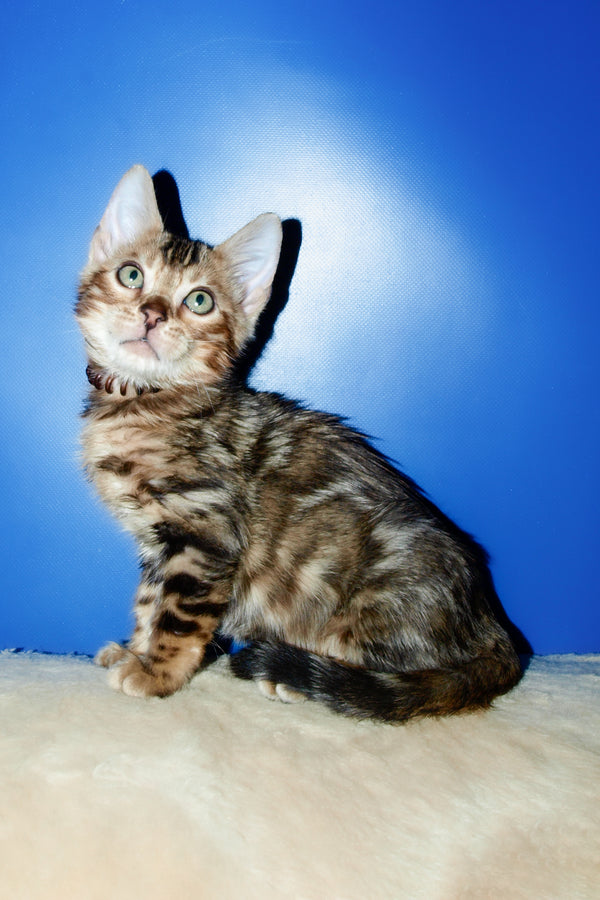 Boris | Bengal Kitten
