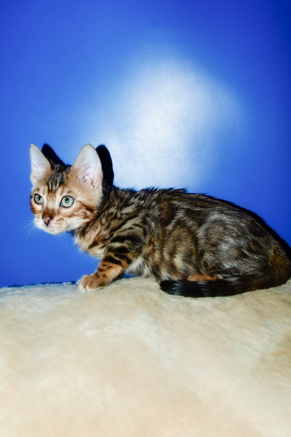 Boris | Bengal Kitten