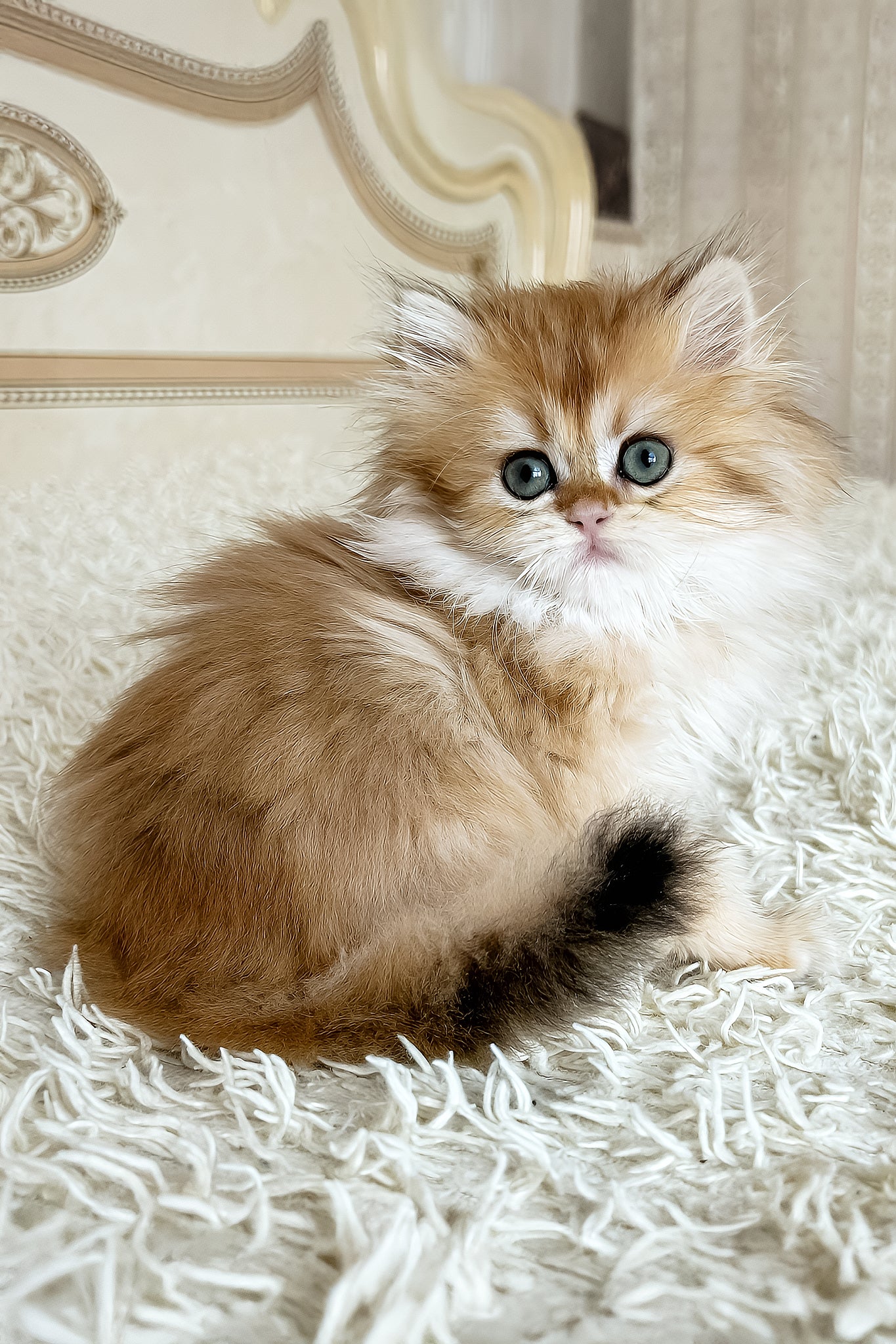 Bruno Adorable British Shorthair Kitten with Green Eyes