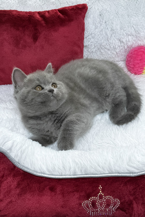 Bruno | British Shorthair Kitten