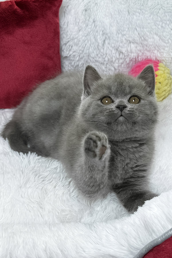 Bruno | British Shorthair Kitten