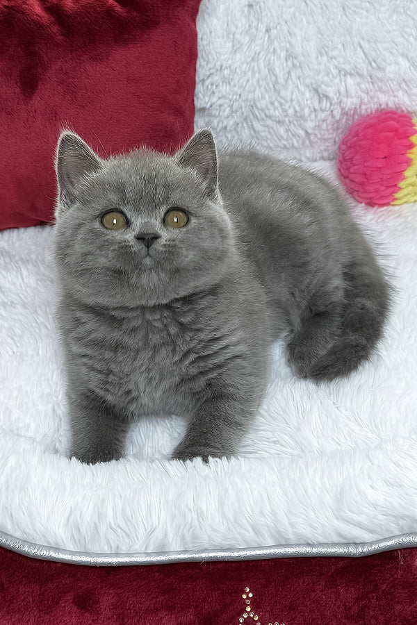 Bruno | British Shorthair Kitten