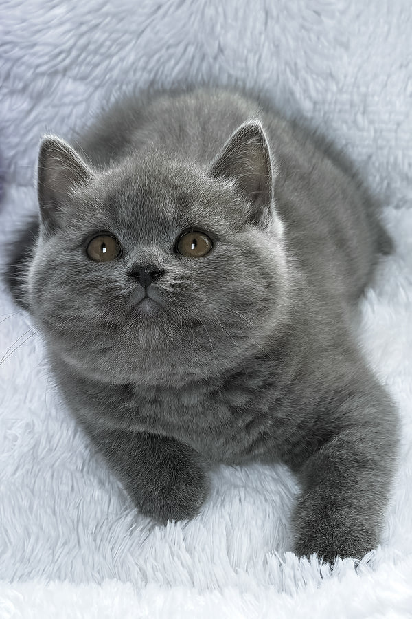 Bruno | British Shorthair Kitten