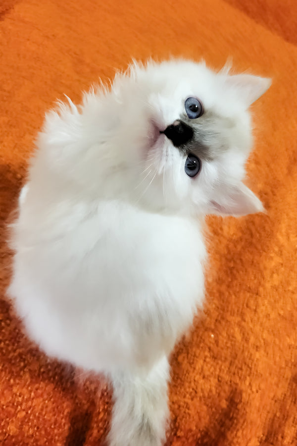 Claire | Siberian Kitten