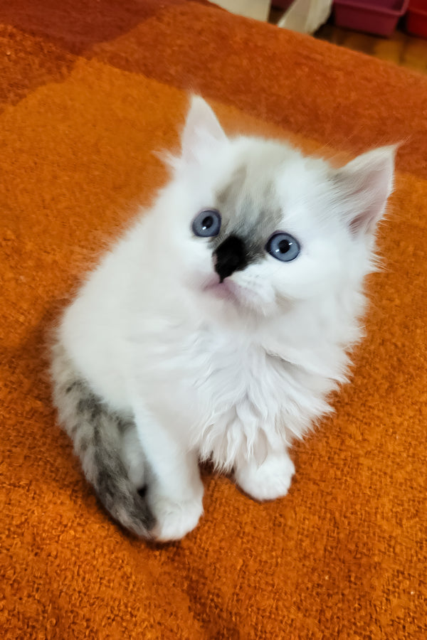 Claire | Siberian Kitten