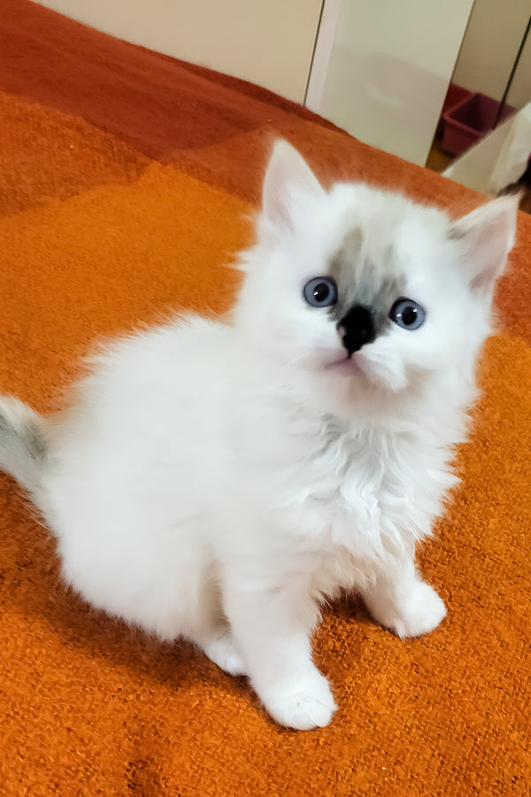 Claire | Siberian Kitten