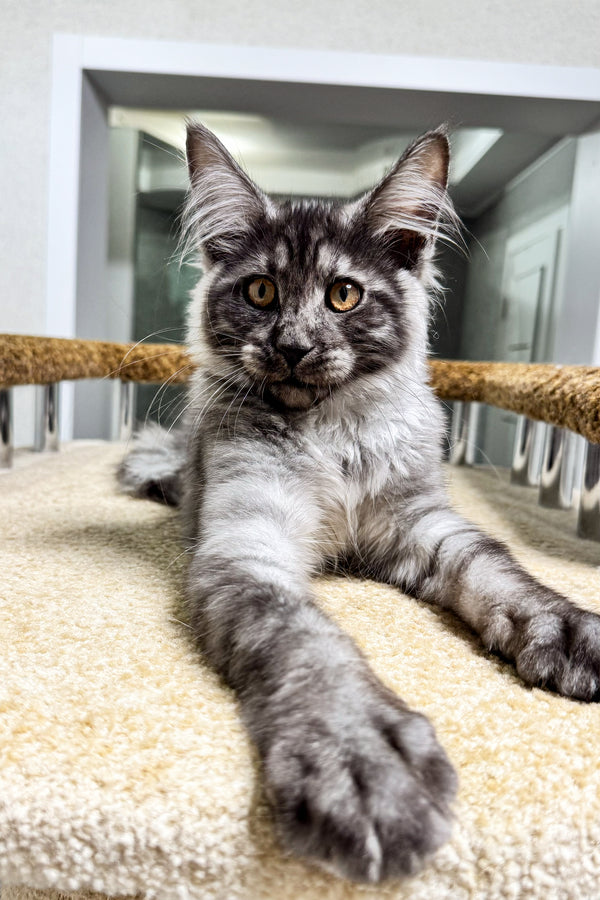 Daren | Maine Coon Kitten