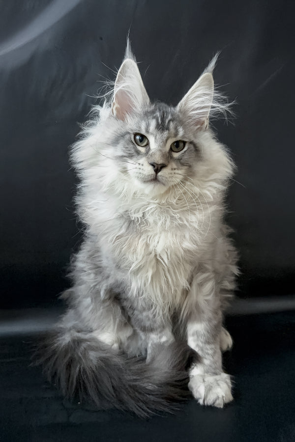 Dario | Maine Coon Kitten