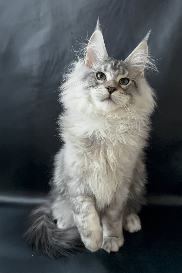 Dario | Maine Coon Kitten