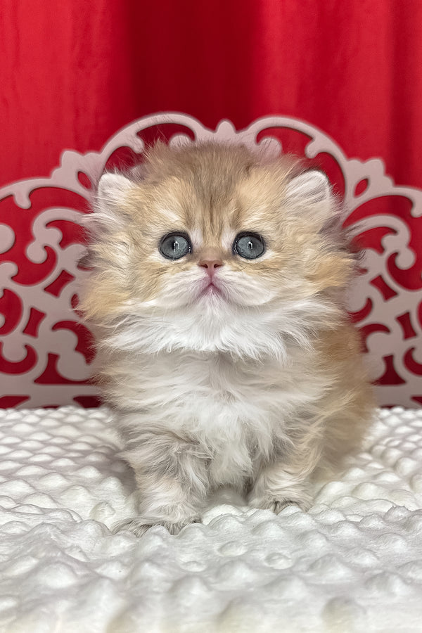 Diva | British Longhair Kitten