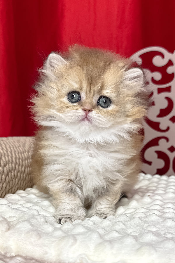 Diva | British Longhair Kitten
