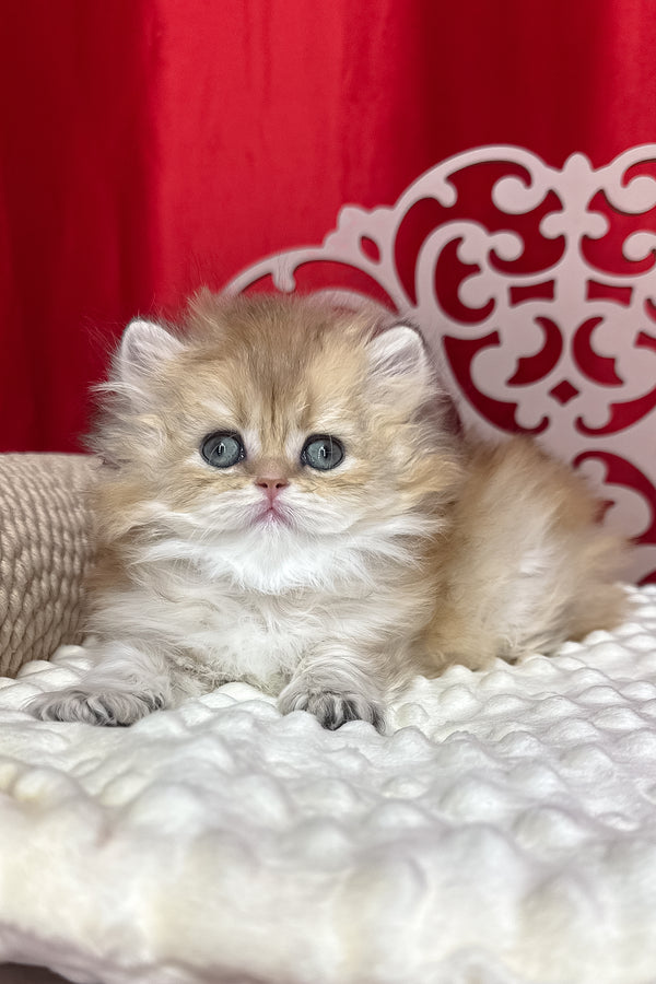 Diva | British Longhair Kitten