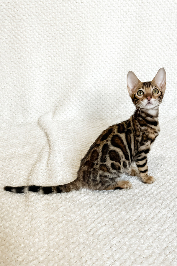 Fleur | Bengal Kitten