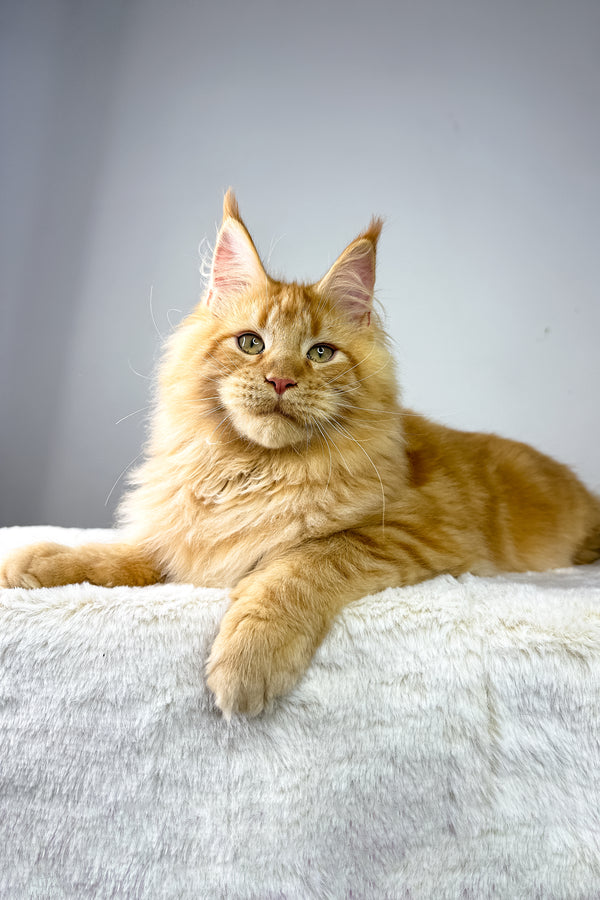 Harry | Maine Coon Kitten