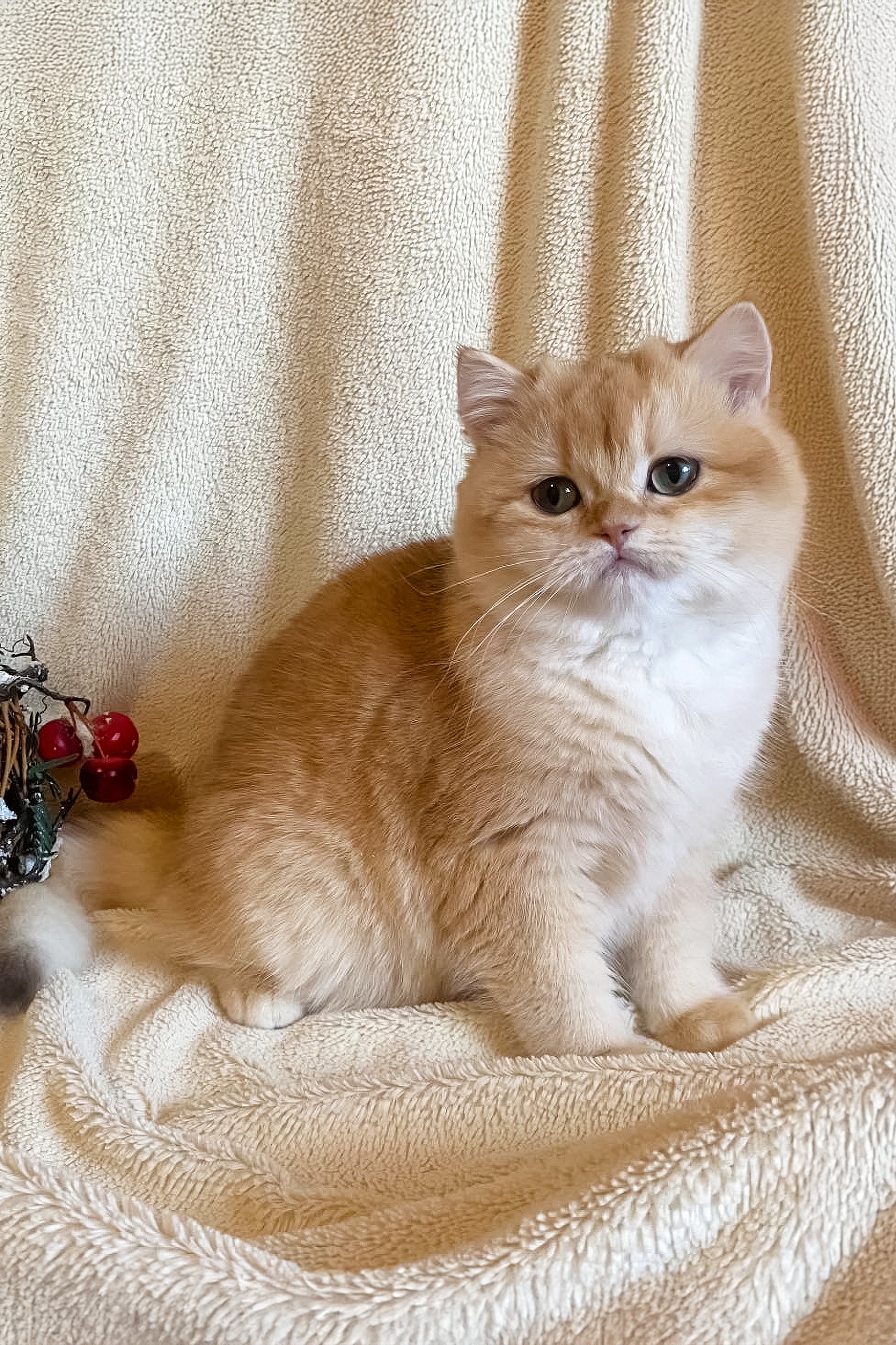 British Longhair Harga Golden British Shorthair Golden Shaded