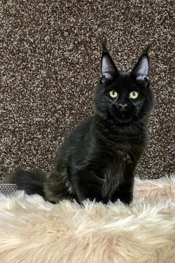 Izabel | Maine Coon Kitten