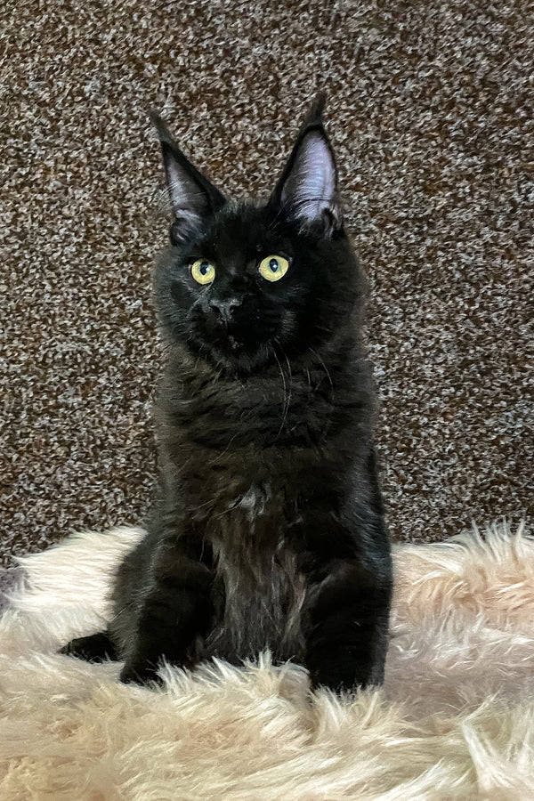 Izabel | Maine Coon Kitten