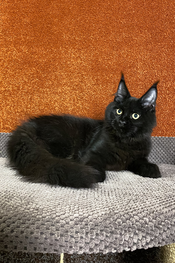 Izabel | Maine Coon Kitten